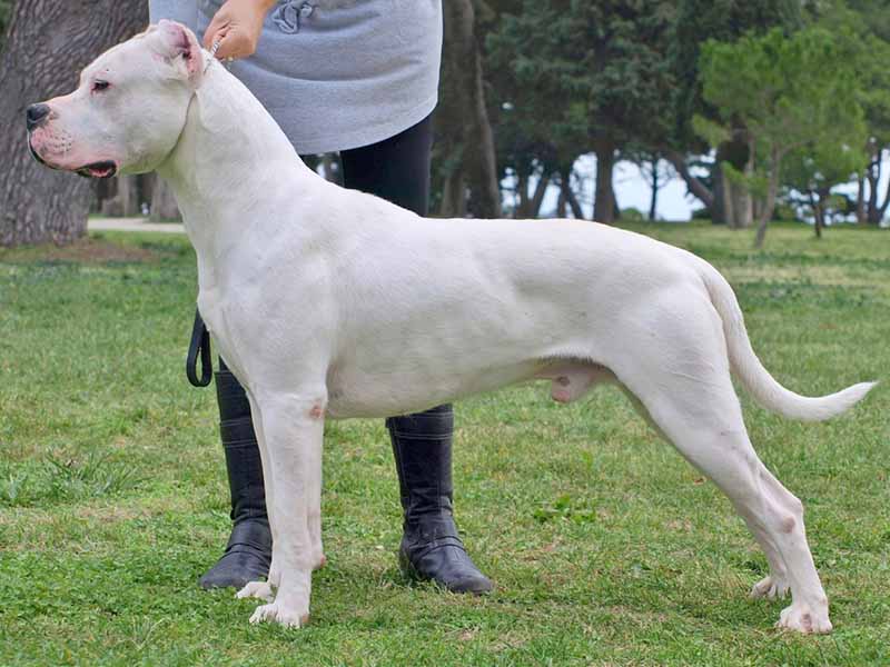 Everything You Wanted To Know About Dogo Argentino